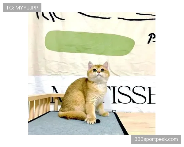掌敏洁家的猫都比你我活得精致